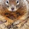 Plump squirrels and climate change