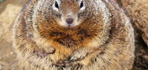 This Fat Squirrel, (CC BY 2.0)