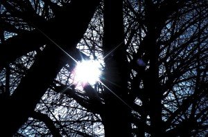 2239005160_eacb7f3377 Light through the trees