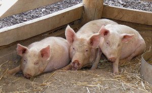 "Three Little Pigs". Some rights reserved (CC BY 2.0) by "Trish". Sourced from Flickr
