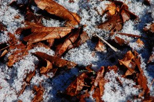 (CC BY 2.0) Dawn Ellner, Flickr