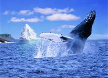 Petty Harbour Whales and Icebergs