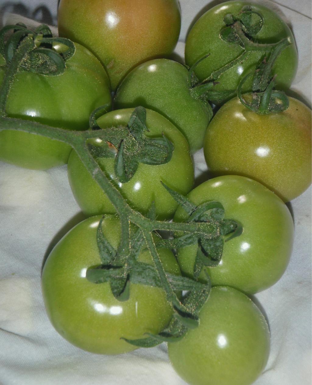 Green Tomatoes