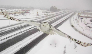 Screen Shot from Facebook page of Robert Poëti