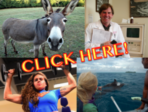 Click Bait. Collage includes photos: "Donkey" Some rights reserved (CC BY 2.0) by Zenjazzygeek. "Whales!" Some rights reserved (CC BY-NC-SA 2.0) by Behan "800_6377" Some rights reserved (CC BY-NC-SA 2.0) by Brandon Binkwilder Santana. "Happy Doctor". Some rights reserved (CC BY-SA 2.0) by Lisa Brewster. All sourced from Flickr.