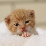 image taken by Gwendoline63 at Pixabay.com. Used under Creative Commons agreement.