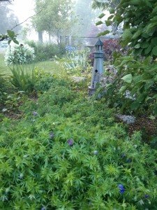 Surprise Garden. Some rights reserved (CC BY-NC-SA) by LMP+